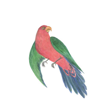 Watercolor painting a Australian king parrot isolated on white