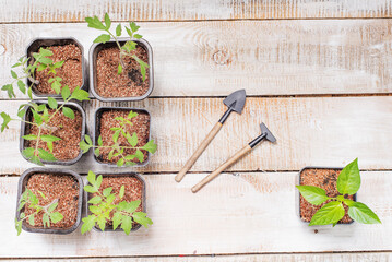 Gardening tools and seedlings.on a wooden background. top view.