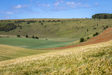 Fototapeta na wymiar A rolling Sussex summer landscape, with poppy and wheat fields