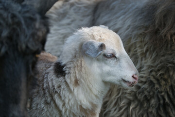 Portrait of a cute three-colored lamb in the middle of its flock