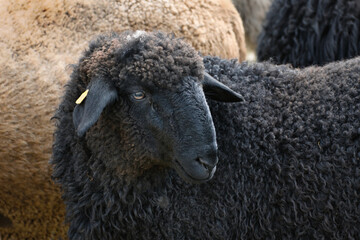 Portrait of a cute black sheep