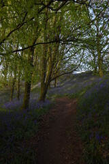 Obraz premium a path leading down a forest filled with bluebells
