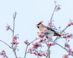 Bohemian waxwing on snowy tree