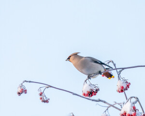 Bohemian waxwing on snowy tree