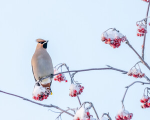 Bohemian waxwing on snowy tree