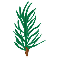 Fir branch vector single illustration.