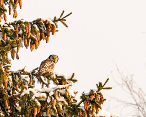 majestic Northern hawk-owl sitting on a tree