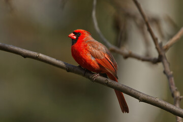 Red Northern Cardinal perched on a branch