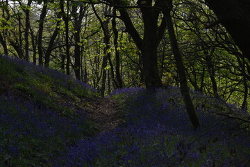 Obraz premium a path leading down a forest filled with bluebells