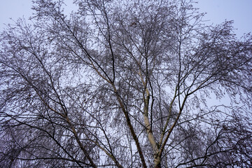 Close up of frost covered branches in the winter