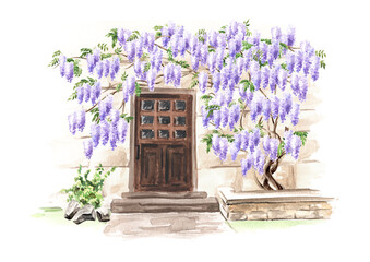 Old architecture  and Wisteria  blossom  tree. Hand  drawn watercolor  illustration,  isolated on white background