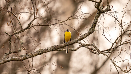 Grey wagtail on a tree