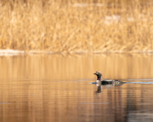 Black-throated loon swimming in sun light