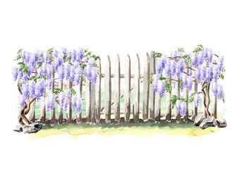Fence with a climbing Wisteria blossom plant. Hand  drawn watercolor  illustration isolated on white background