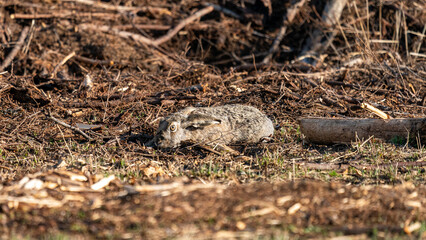 European hare trying to camouflage
