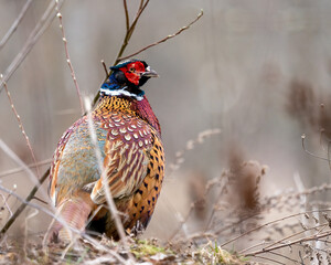 Ring-necked Pheasant male watching
