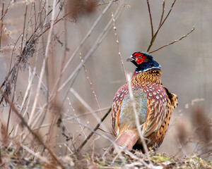 Ring-necked Pheasant male watching
