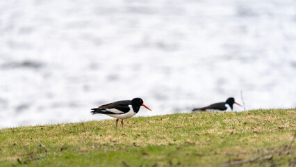 Eurasian oystercatcher looking for food