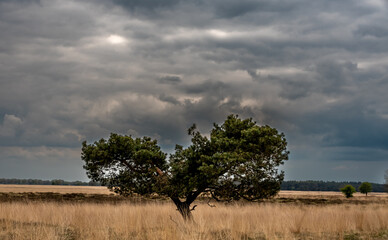A lonely tree against the backdrop of the dark, cloudy sky - obrazy, fototapety, plakaty
