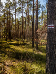 red trail marked on a tree in a beautiful green forest
