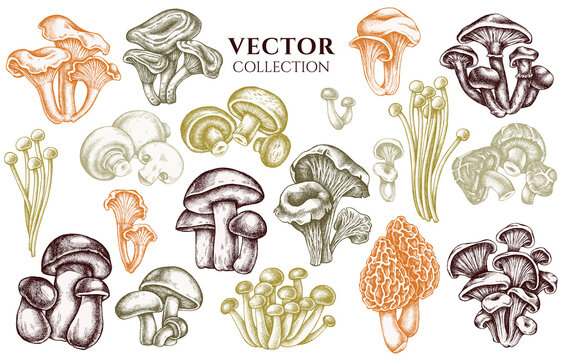 Badge design with pastel oyster mushroom, champignon, honey agaric, etc.