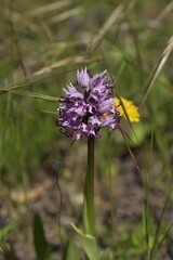 Fully blooming specimen of a pink purple monkey orchid (orchis simia) in natural habitat near Pesciano, Italy, petals in the shape of a jumping monkey glittering in the sun