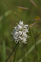 Fully blooming rare pure white specimen of the usually pink to purple monkey orchid (orchis simia) in natural habitat near Pesciano, Italy, white jumping monkey shaped petals glittering in the sun