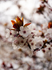 white flowers on a beautiful slightly pink background