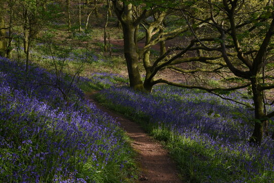 a path leading down a forest filled with bluebells