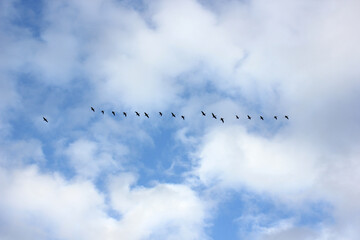 a flock of flying wild geese against the blue sky in the clouds