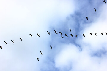 Fototapeta premium migration flight of a flock of geese