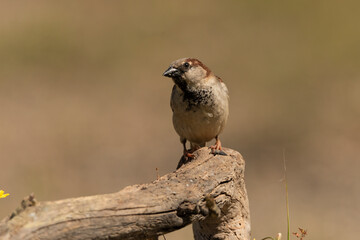 gorrión común macho posado (Passer domesticus)