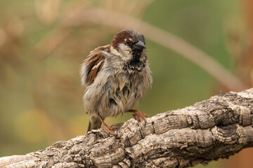 gorrión común (Passer domesticus)