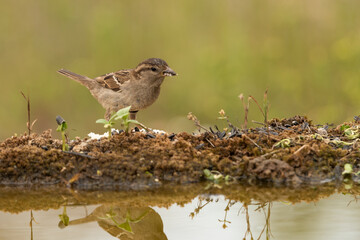 gorrión común hembra posado (Passer domesticus)