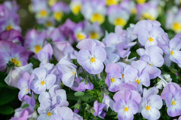 Closeup of light purple pansy blossoms.