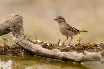 gorrión común hembra posado (Passer domesticus)