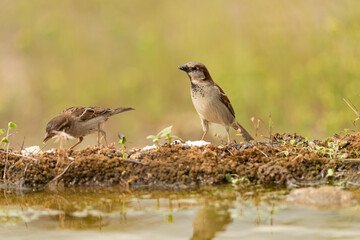 gorrión común macho posado (Passer domesticus)