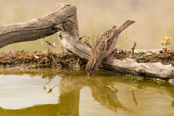 gorrión común hembra bebiendo (Passer domesticus)