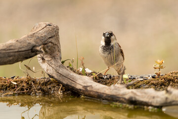 gorrión común macho posado (Passer domesticus)