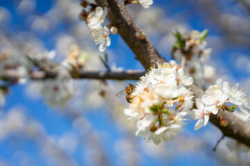 bee on branch