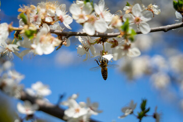 hardworking bee 