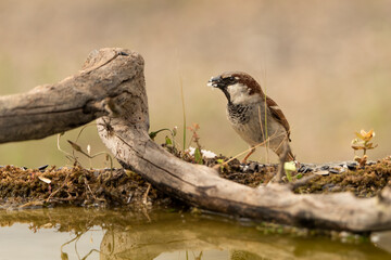 gorrión común macho posado (Passer domesticus)