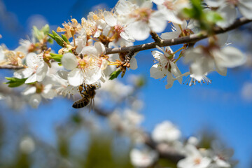 Industrious bee pollinates a flower on a cherry tree