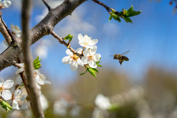 bee flying to a flower