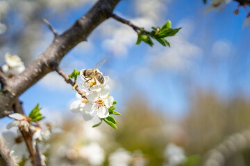 hardworking bee near a flowering cherry