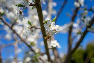 Wild wasp and cherry tree