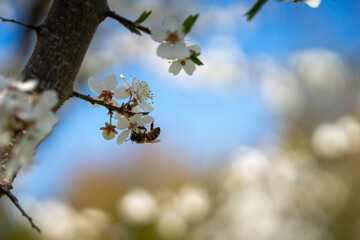 honey bees