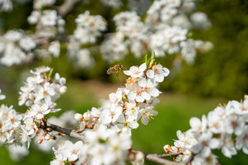 Wasp in spring