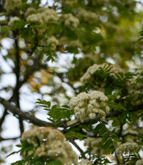 Close-up of sorbus aucuparia, Enghien, Belgium