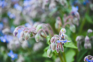 Close-up of borago officinalis, Enghien , Belgium